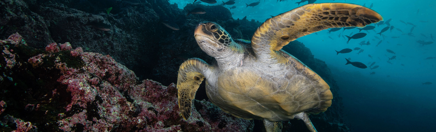 Galapagos Dance Adventure!