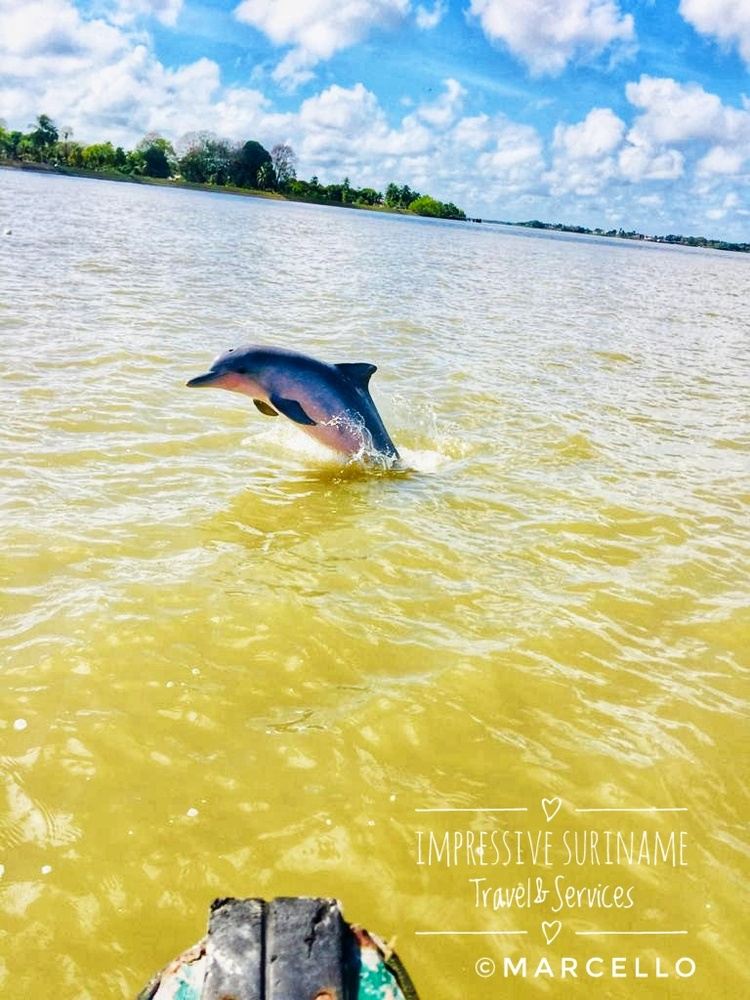 Pink belly Dolphin tour (Sunset & Dolphin Tour)