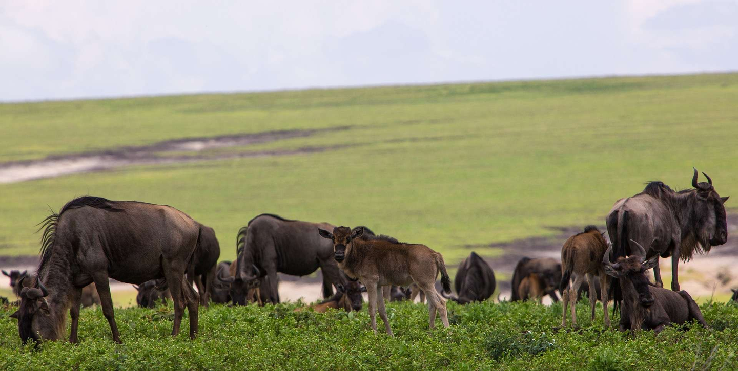 2 DAYS TARANGIRE and NGORONGORO