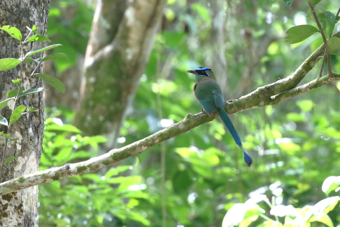 Belize Birding & Culture Tour