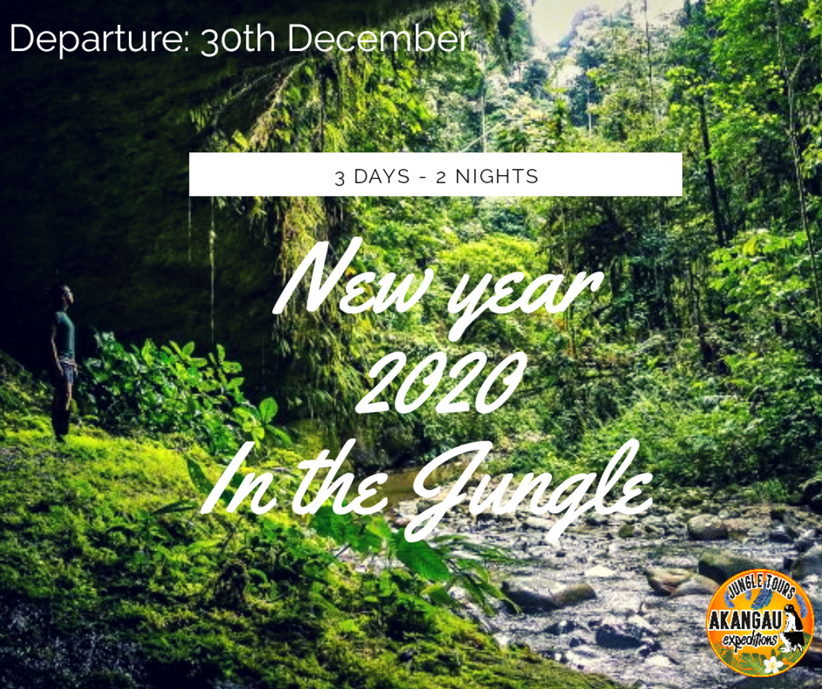 New year in the jungle!