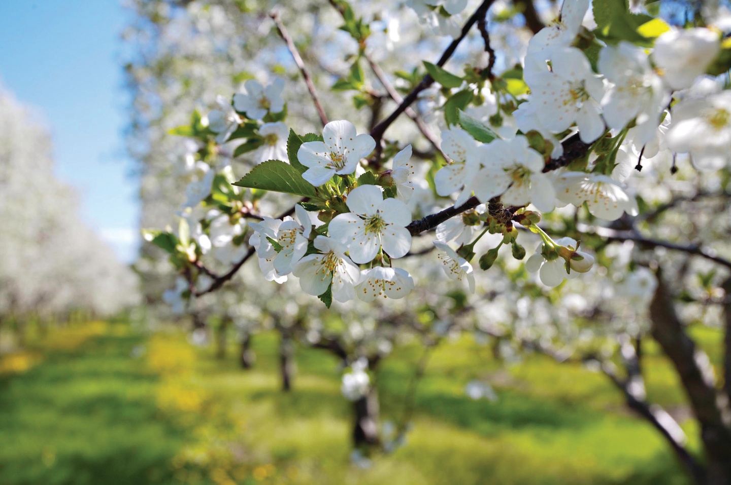 Retreat to Traverse City: Cherry Blossoms, Yoga and Wine