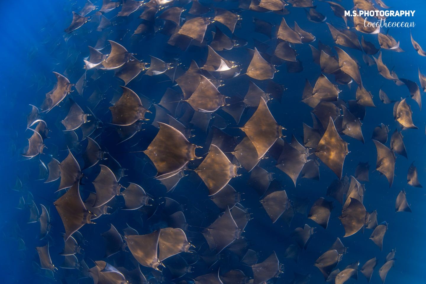 Mobula Expedition - The Largest Ray Migration on Earth