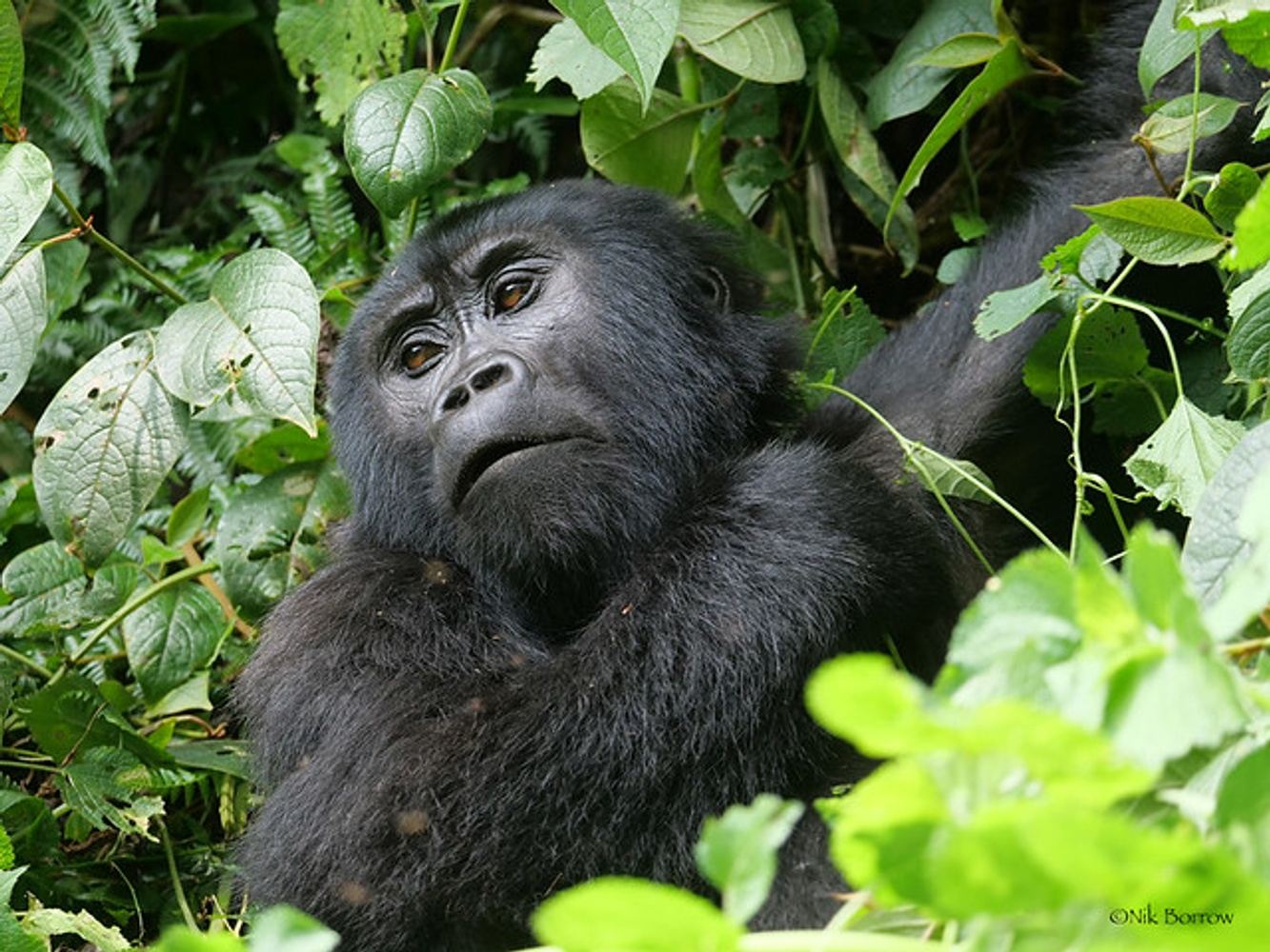3 days Uganda Gorilla Trekking Bwindi Safari Tour