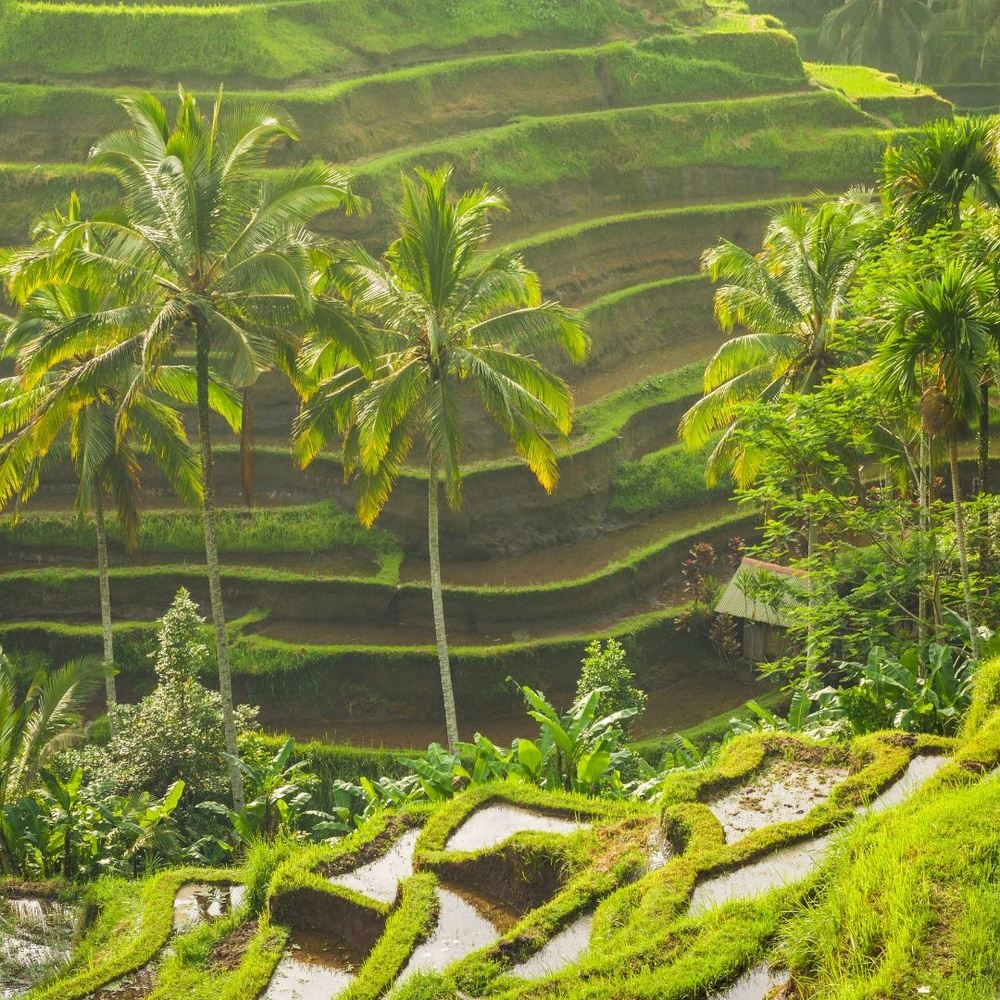 Bali: Cultural y magnética