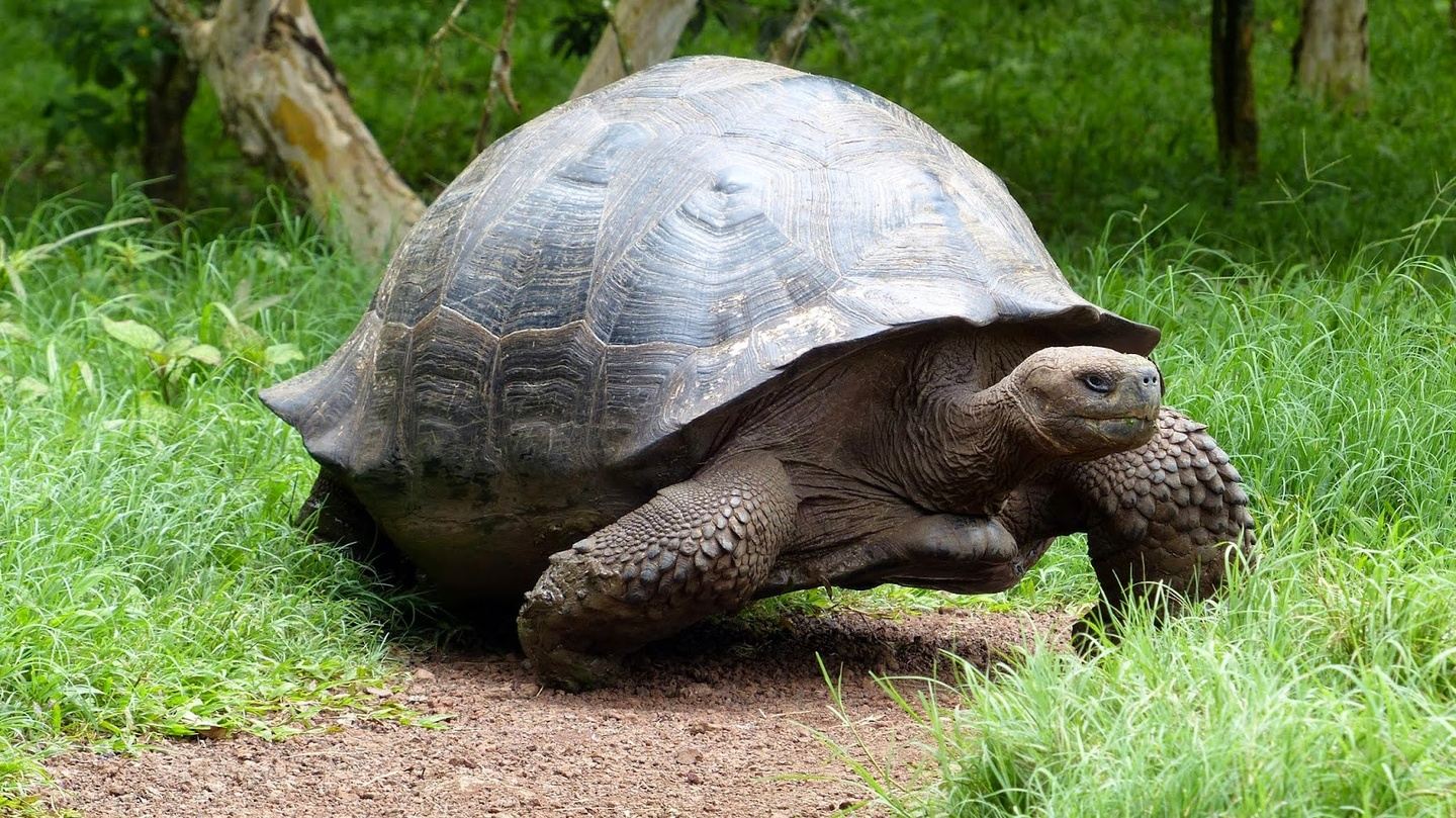 Galapagos Island Based 7D/6N Santa Cruz & Isabela Tour