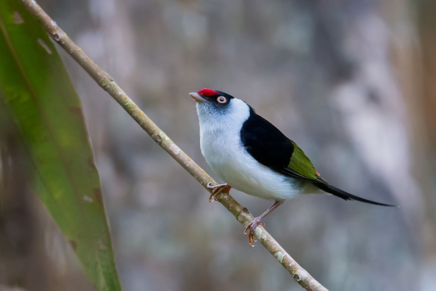 Endemic Birds of the Atlantic Rainforest