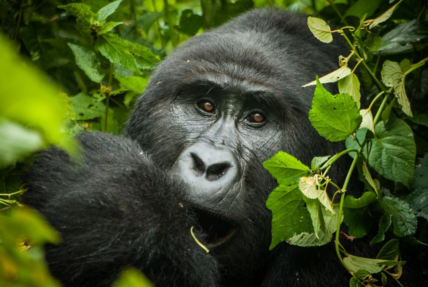 2 Day Mountain Gorilla Trekking in Uganda