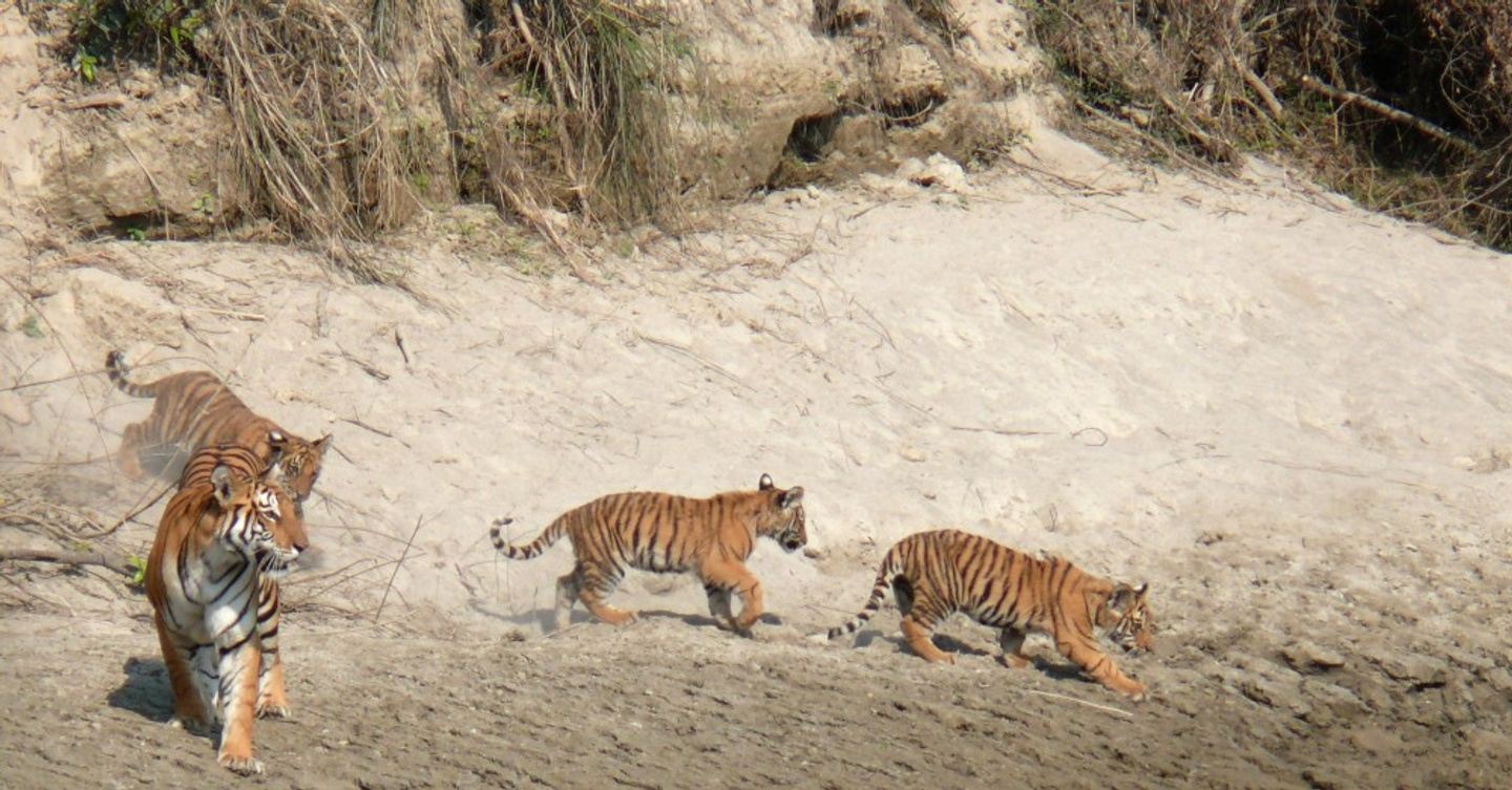 Jungle Safari In Bardia National Park In Bardiya Nepal