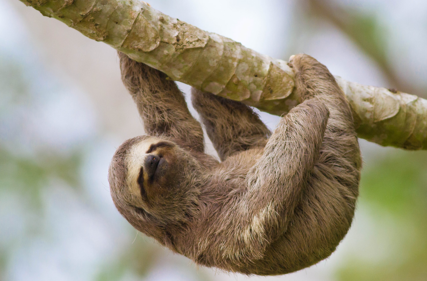 Panama: The Canal Zone & the Chiriqui Highlands