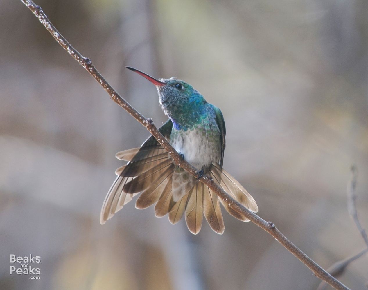 MPF HONDURAS BIRDING FOR CONSERVATION TOUR 1-14 MARCH 2025