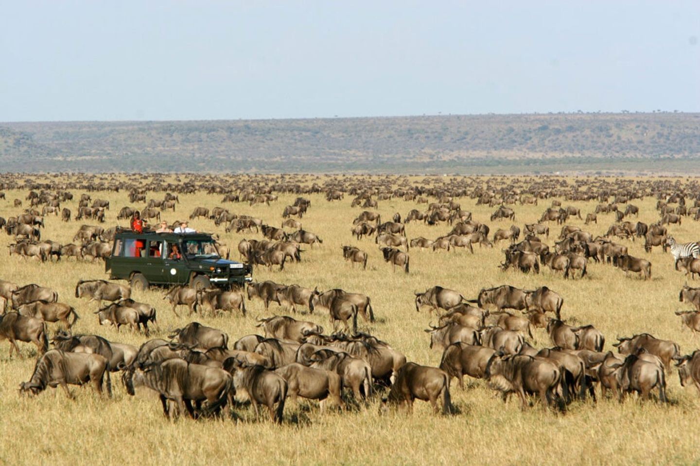 3 Days Maasai Mara Wildlife Safari  - KENYA