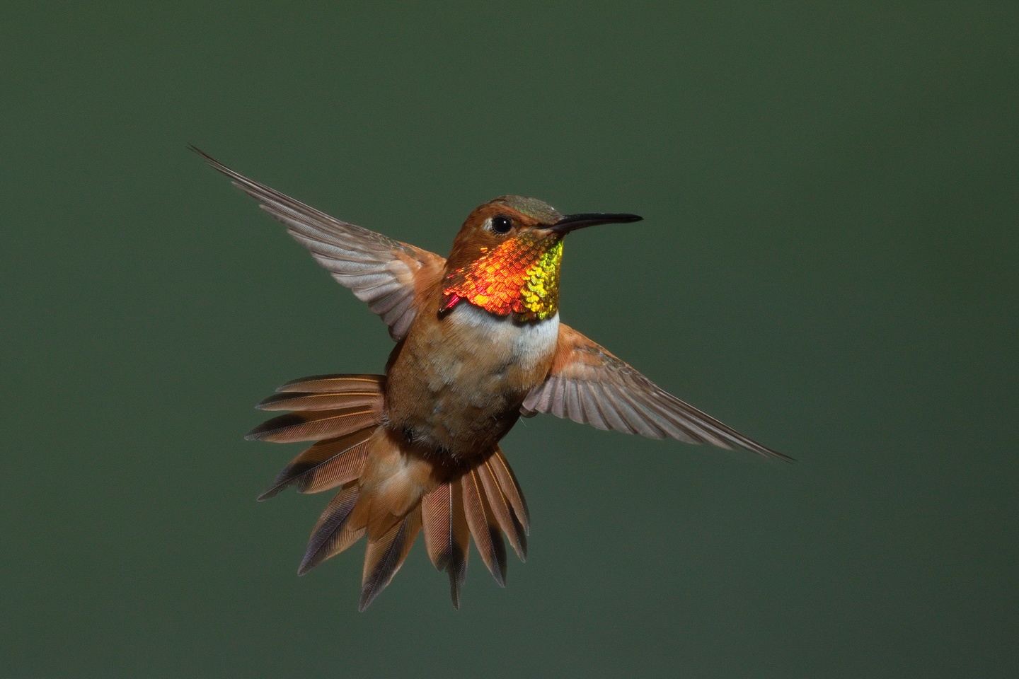 The Ultimate SE Arizona Hummingbird Photography Tour in Southeast Arizona