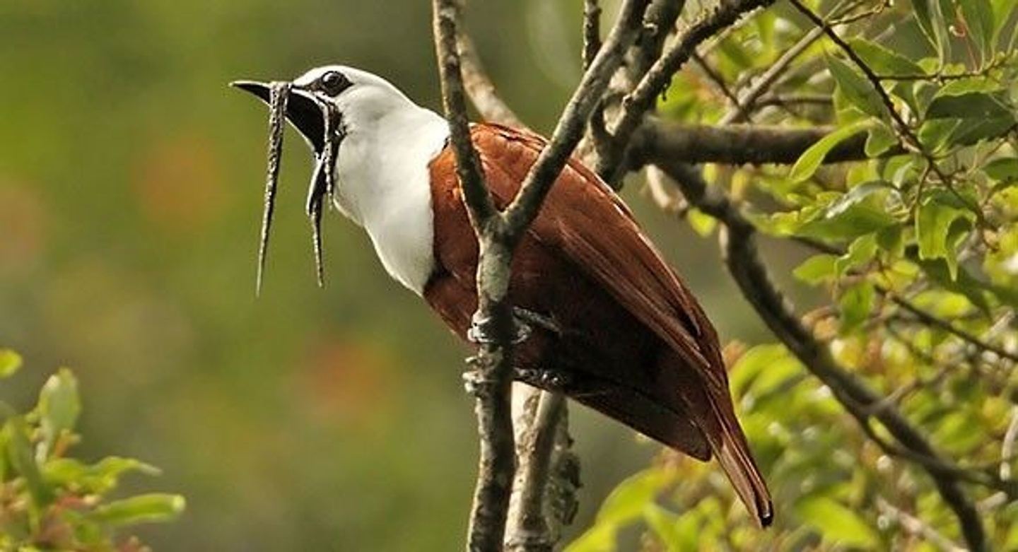 Birding Costa Rica's Hotspots