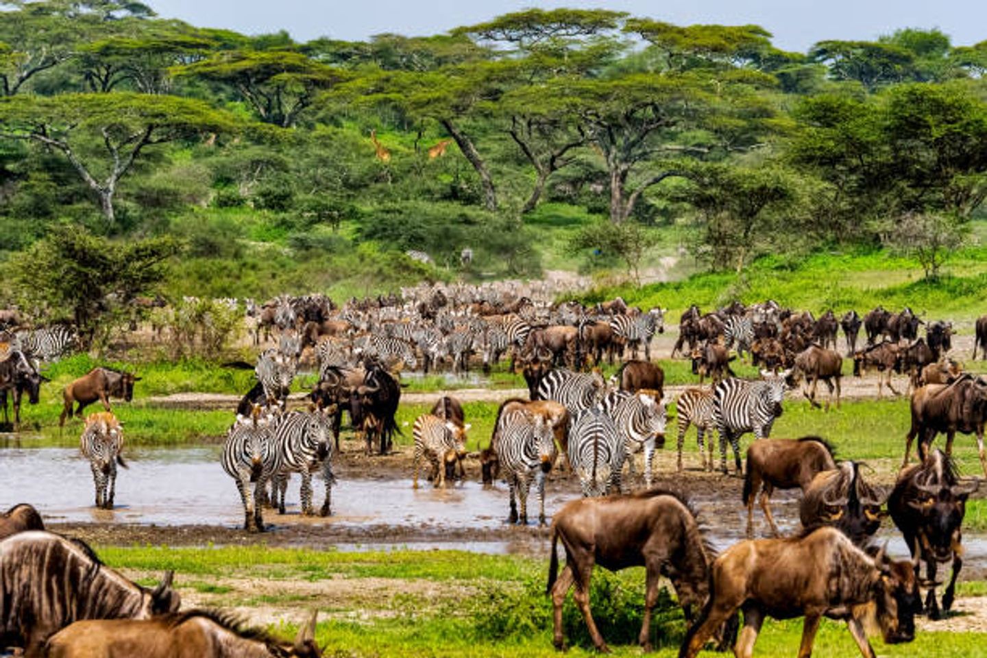 3 Days Tanzania Private Luxury Safari to Serengeti and Ngorongoro