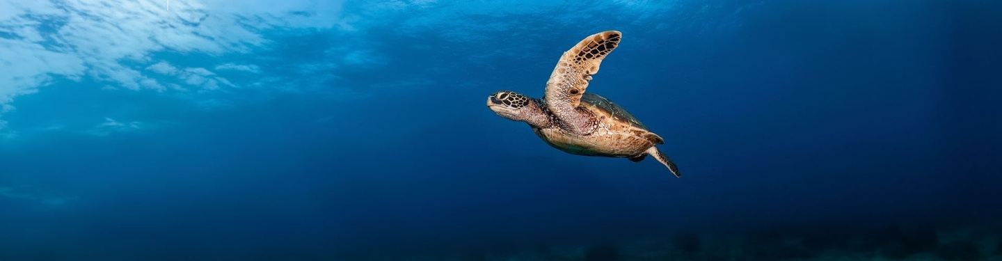 3 DAYS DIVING PACKAGE IN SANTA CRUZ B