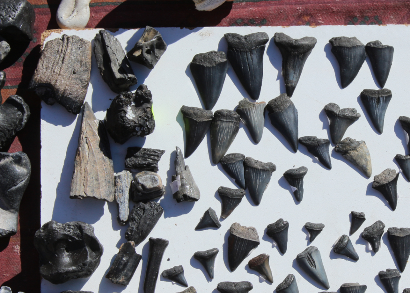 Morris Island Shark Tooth Excursion in Charleston, SC, USA