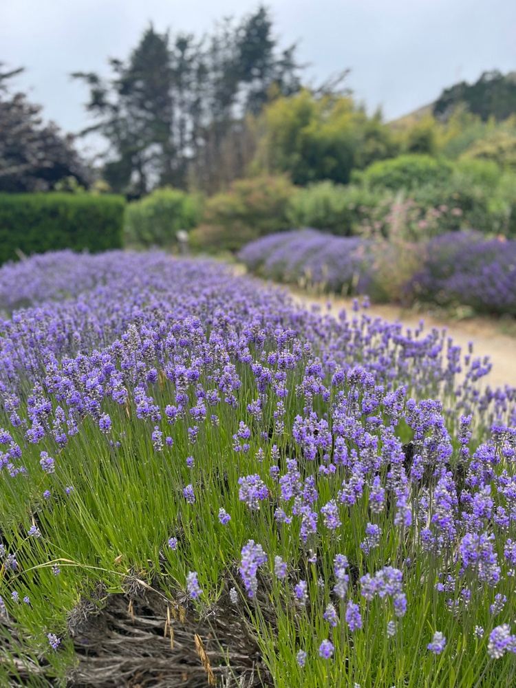 The Path of Practice: Daylong Retreat at Green Gulch Farm Zen Center