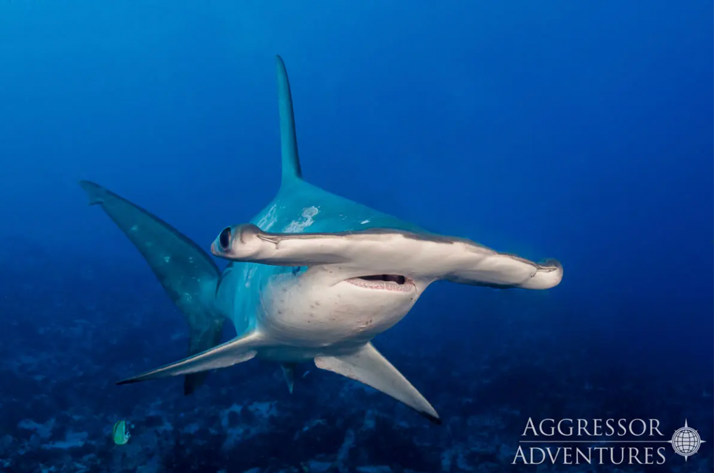 2025 Cocos Island Shark Conservation Trips