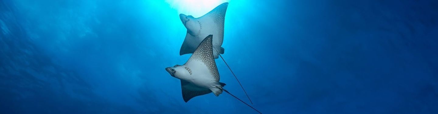 7-DAY DIVING PACKAGE IN SAN CRISTOBAL, SANTA CRUZ AND ISABELA
