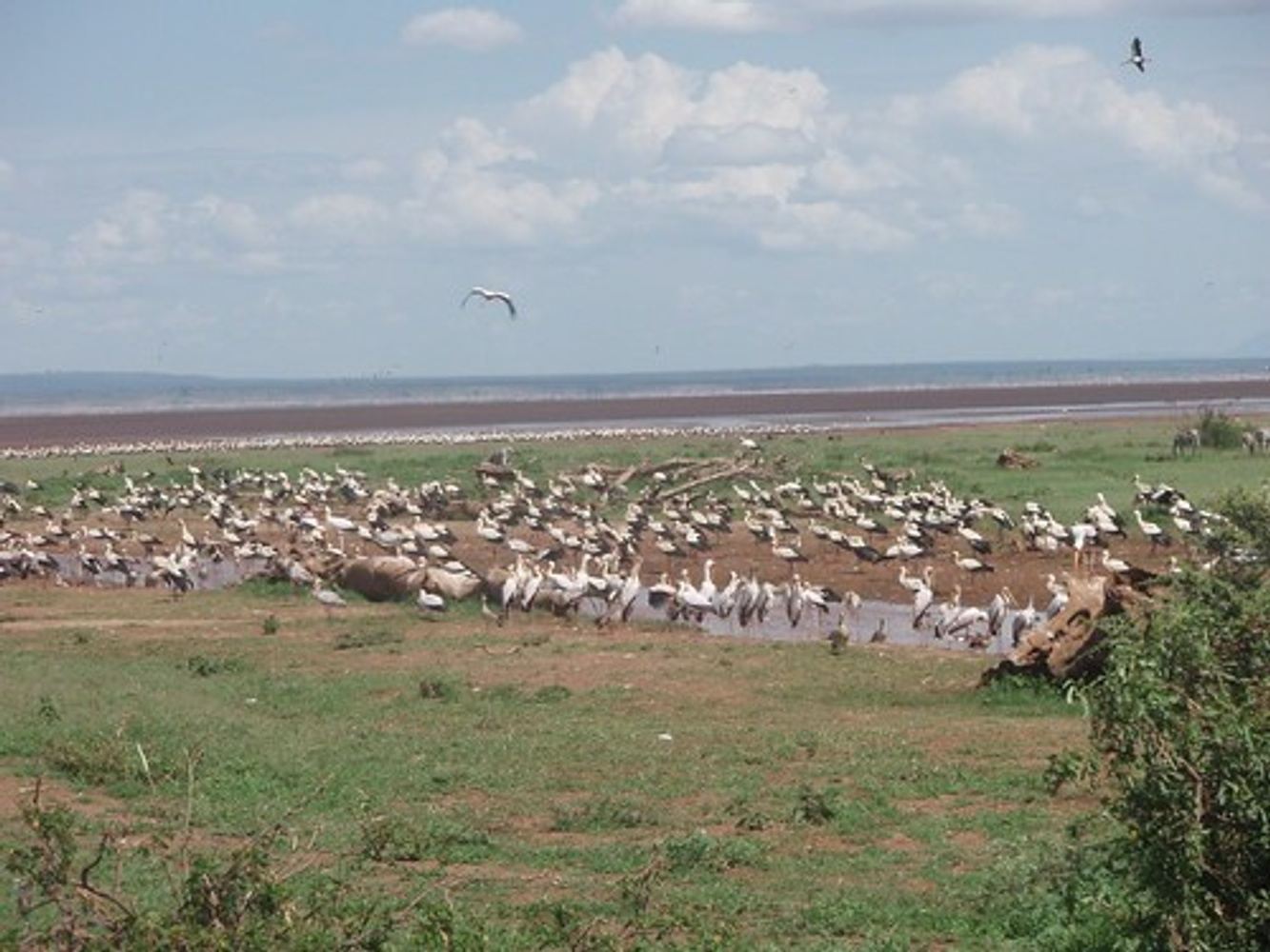 7 Days Tanzania Serengeti migration camping safari
