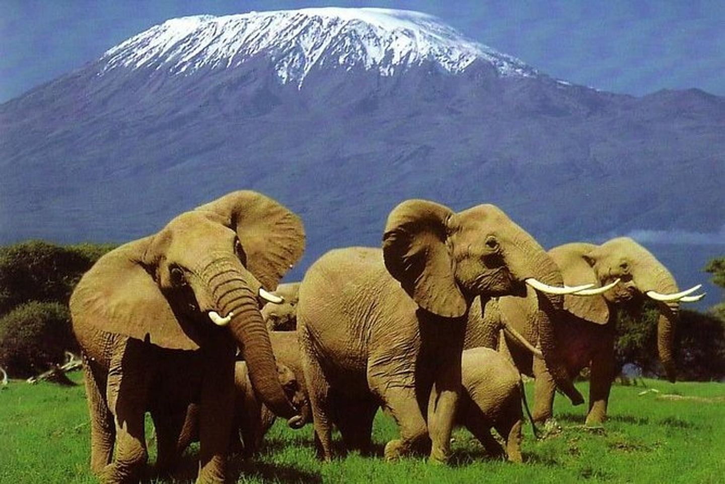 The best Luxury 2 days Amboseli Safari from Nairobi
