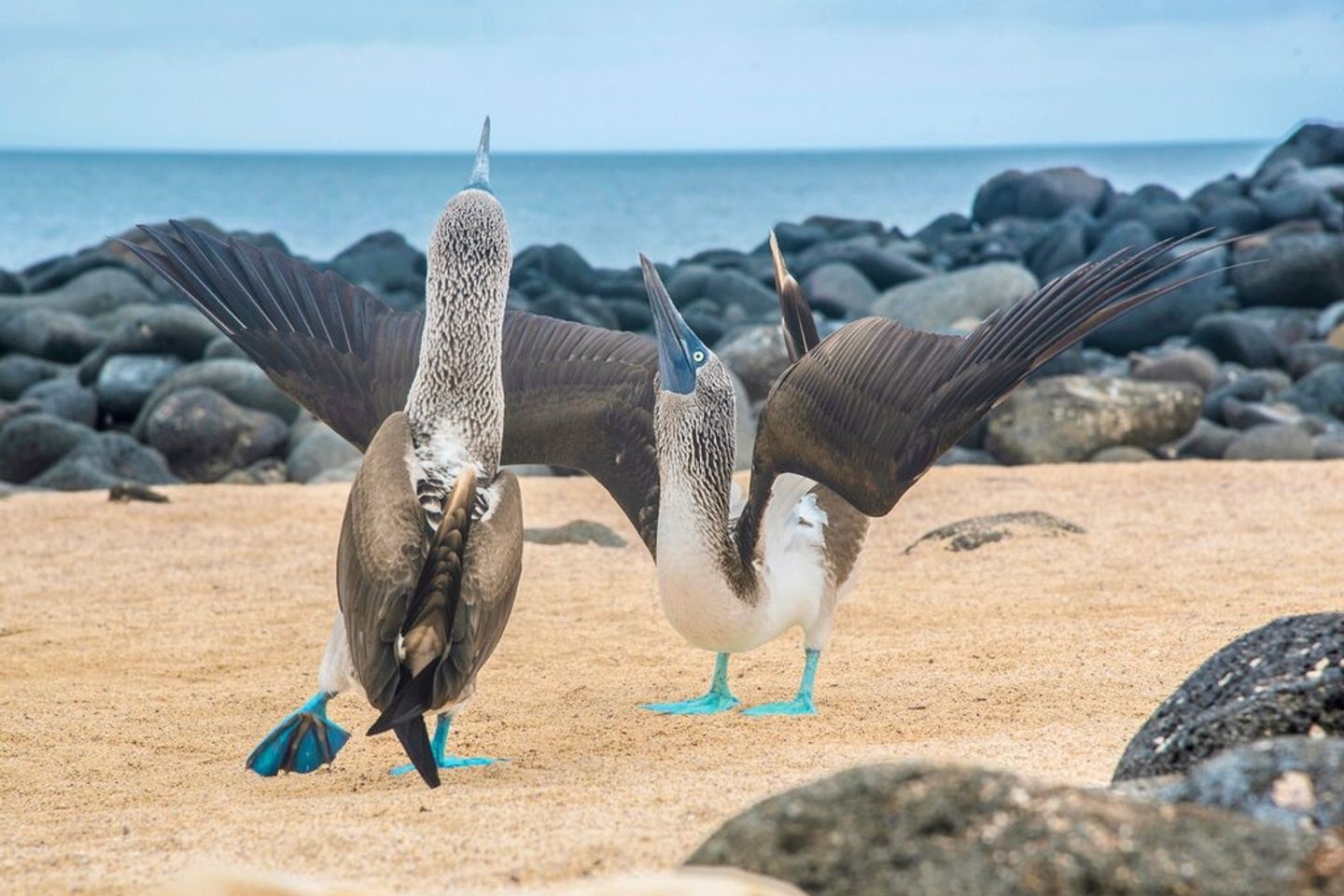 8 Days Galapagos Island Hopping in Santa Cruz and Isabela