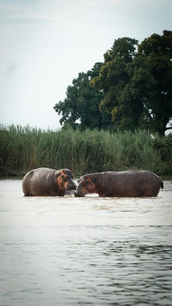 Hippo Tour