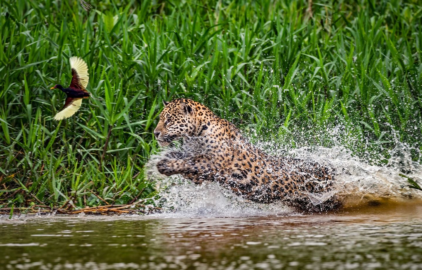 Jaguar Experience - Pantanal - Brazil