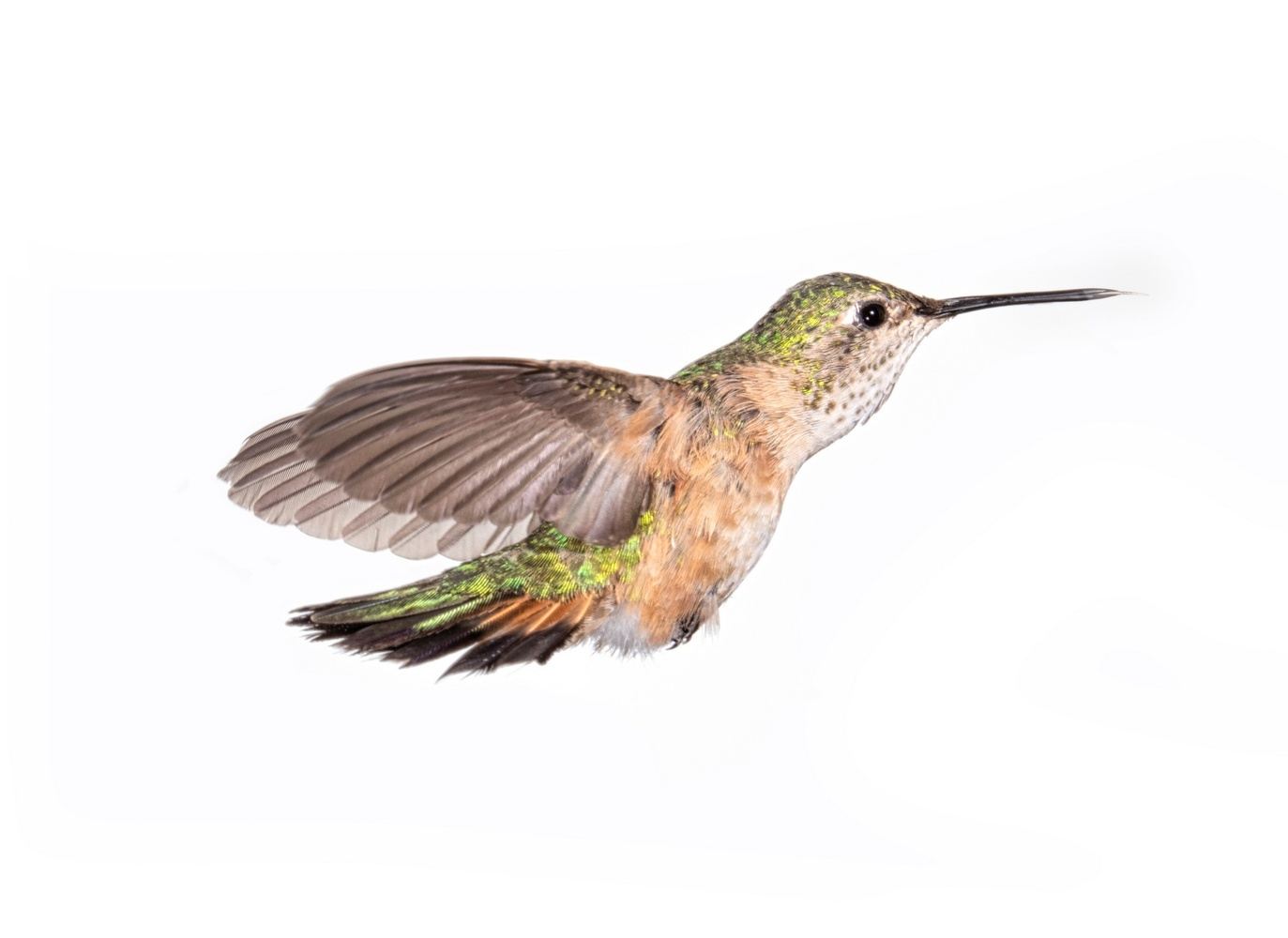 Magic of Hummingbirds & Bats - Sept 5-8, 2024