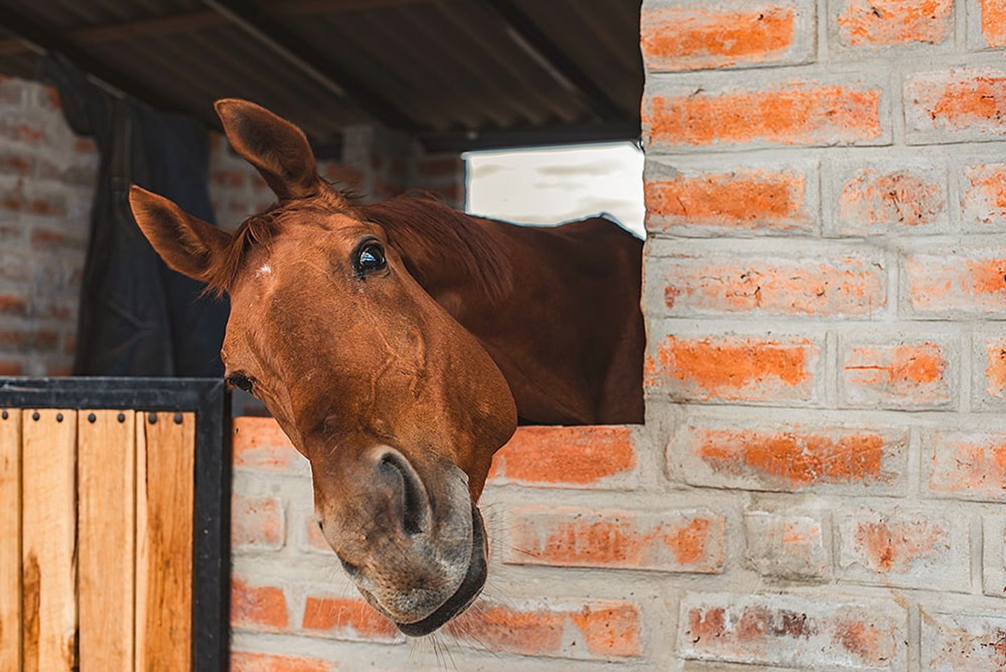 La Palma Horseback Riding in Puembo, Ecuador