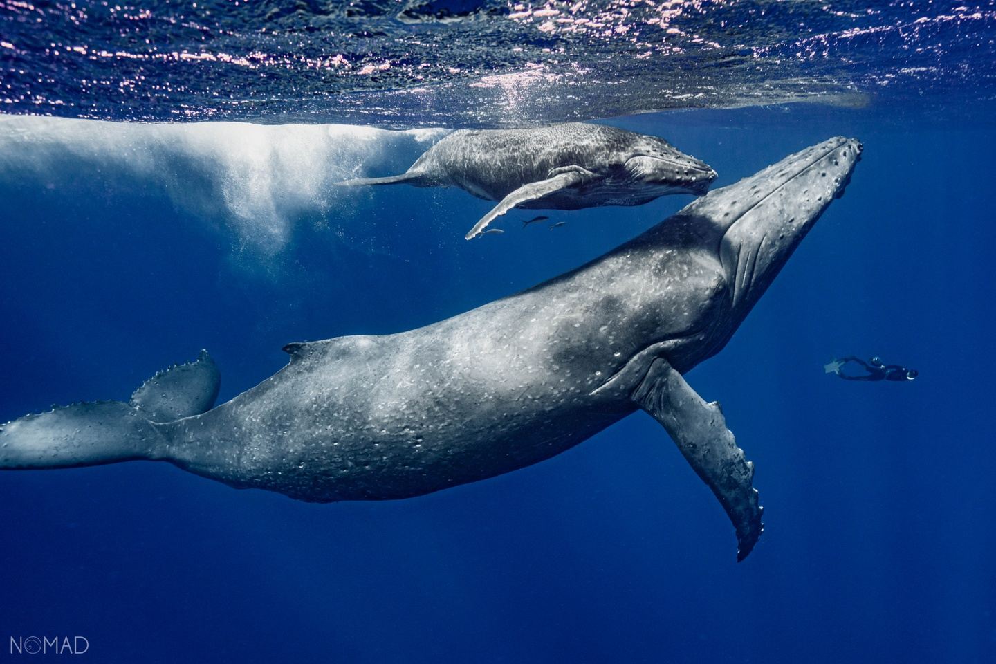 Humpback Whales 2023