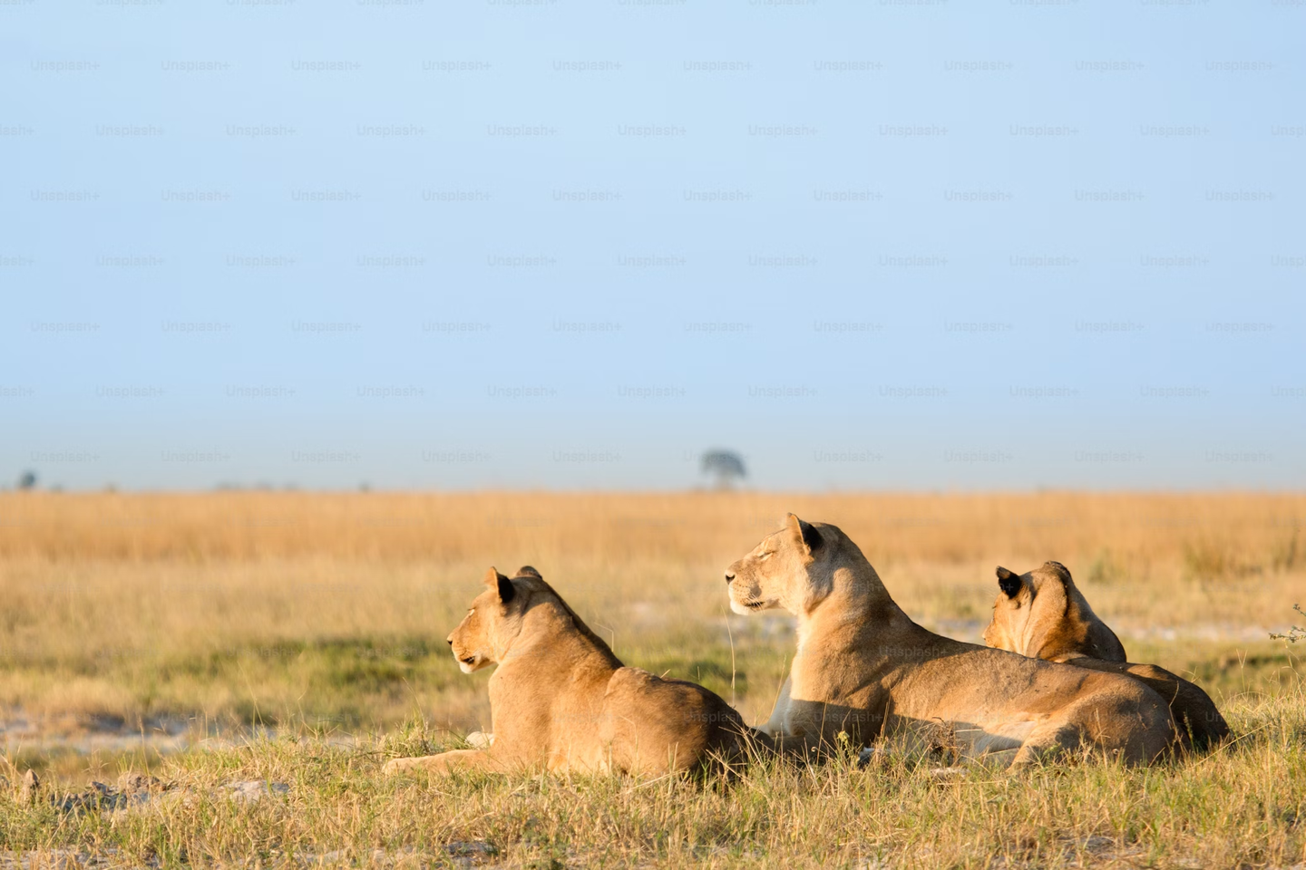Splendor of Tanzania Tour TEST