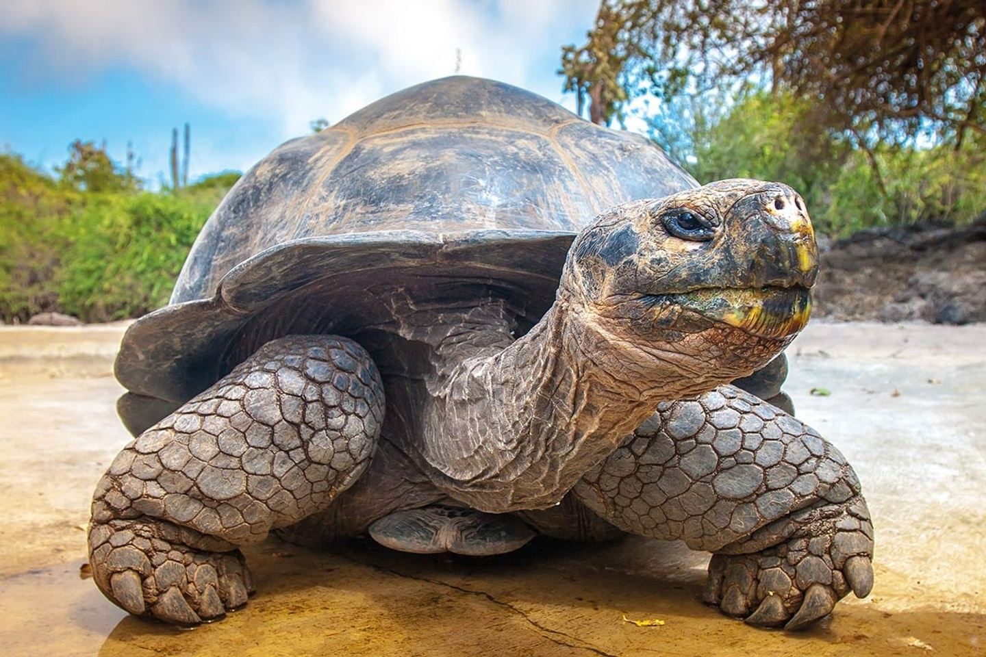 Galapagos Castrox2 SANTA CRUZ + SAN CRISTOBAL (5 días)