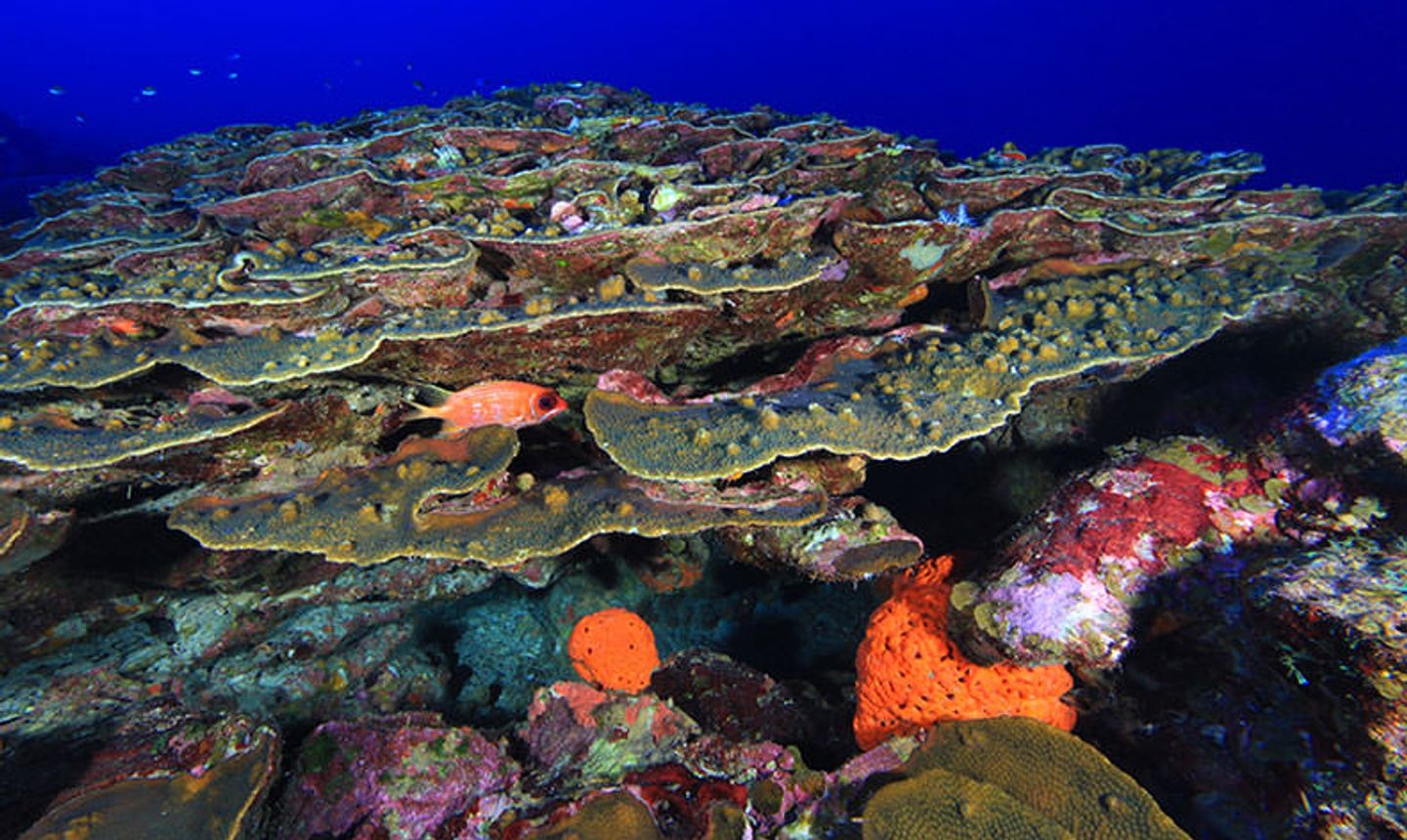 Dive Flower Garden Banks in July