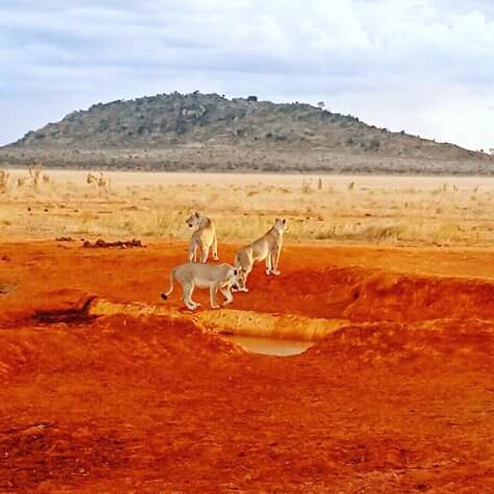 3 Days Fascinating Tsavo East & Saltlick Kenya safari