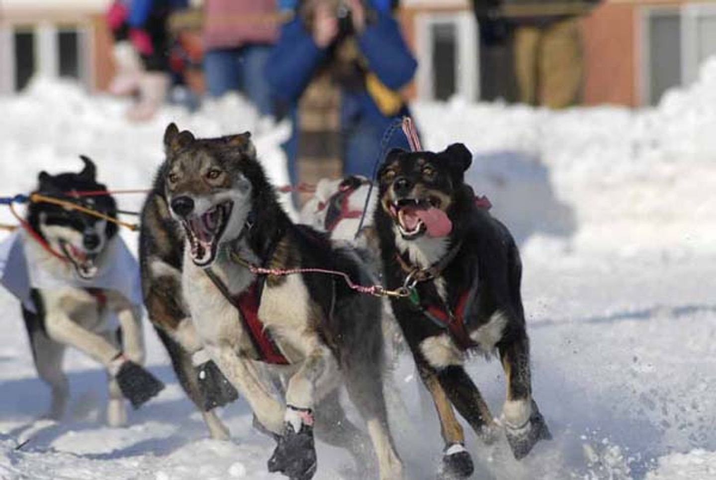 6 Day Iditarod Race Start Tour