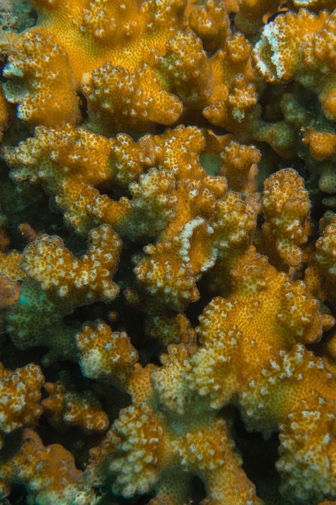 Desove de coral