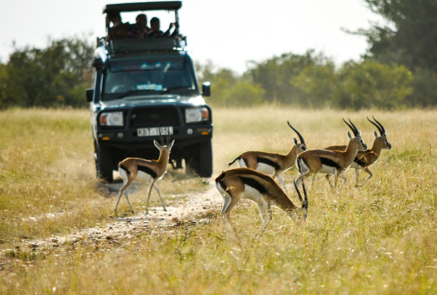 6 Days Luxury Safari to Tarangire, Serengeti ,Ngorongoro,L.Manyara NPS