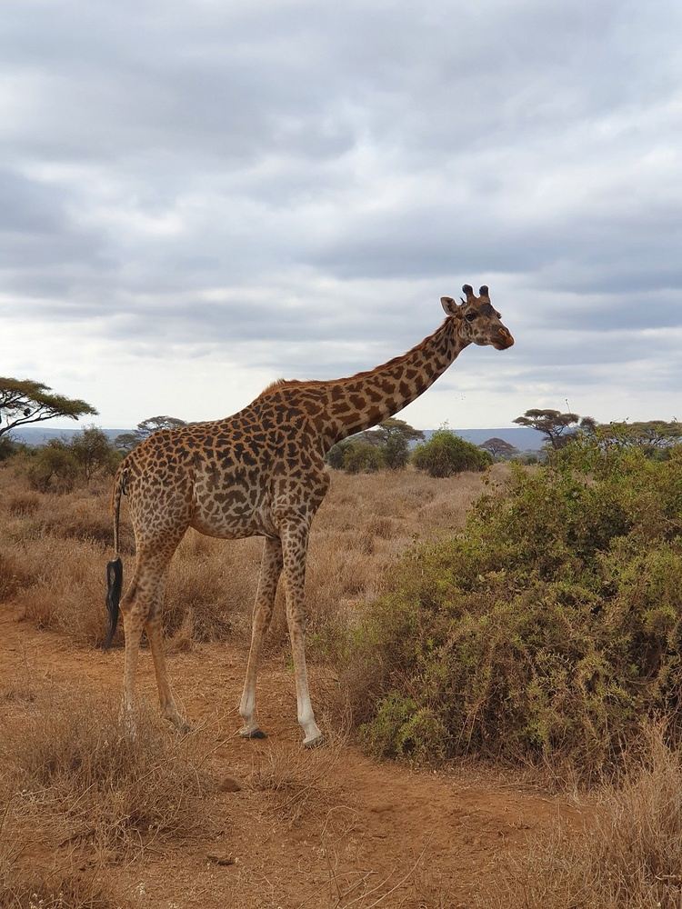 6 days masai mara nakuru amboseli safari