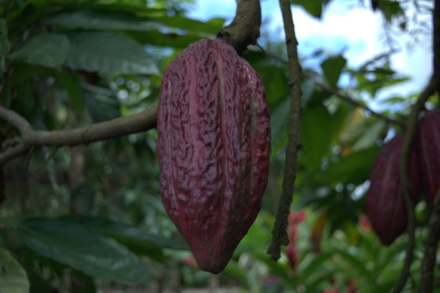 Cocoa farm visit and Guayaquil City Tour Full Day in Guayaquil, Ecuador
