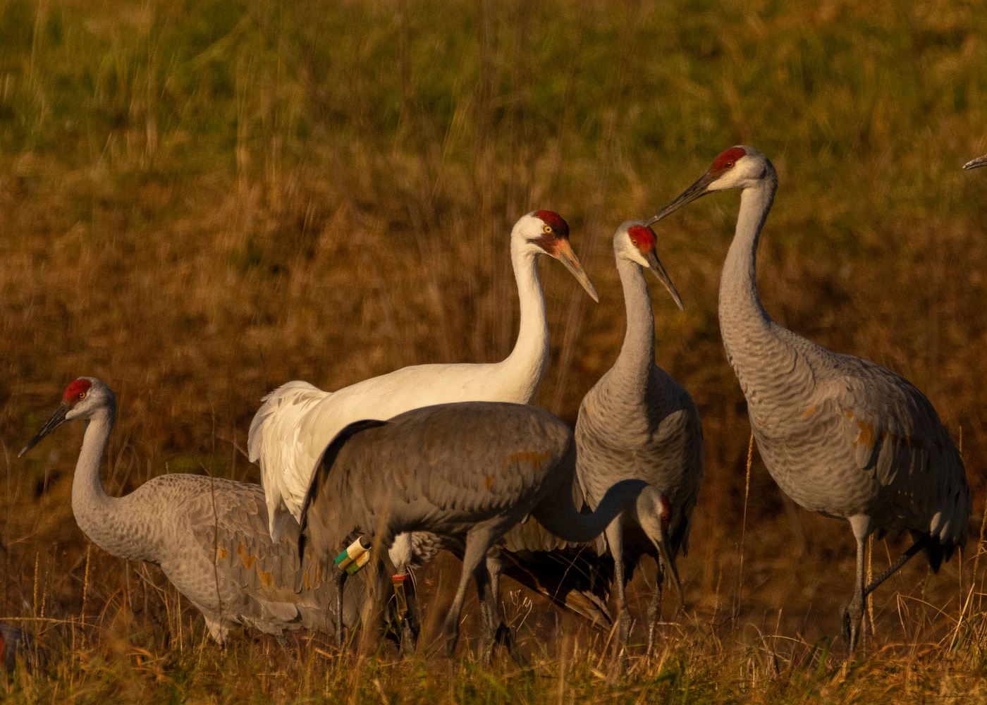 Wheeler NWR - Cranes, Waterfowl & More in Decatur, AL, USA