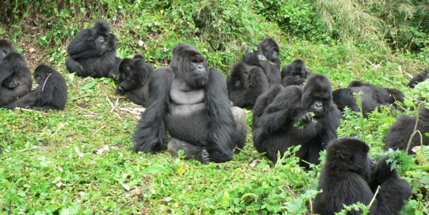 15 DAYS AFRICAN CULTURAL TOUR OF UGANDA & KILIMANJARO TREKKING