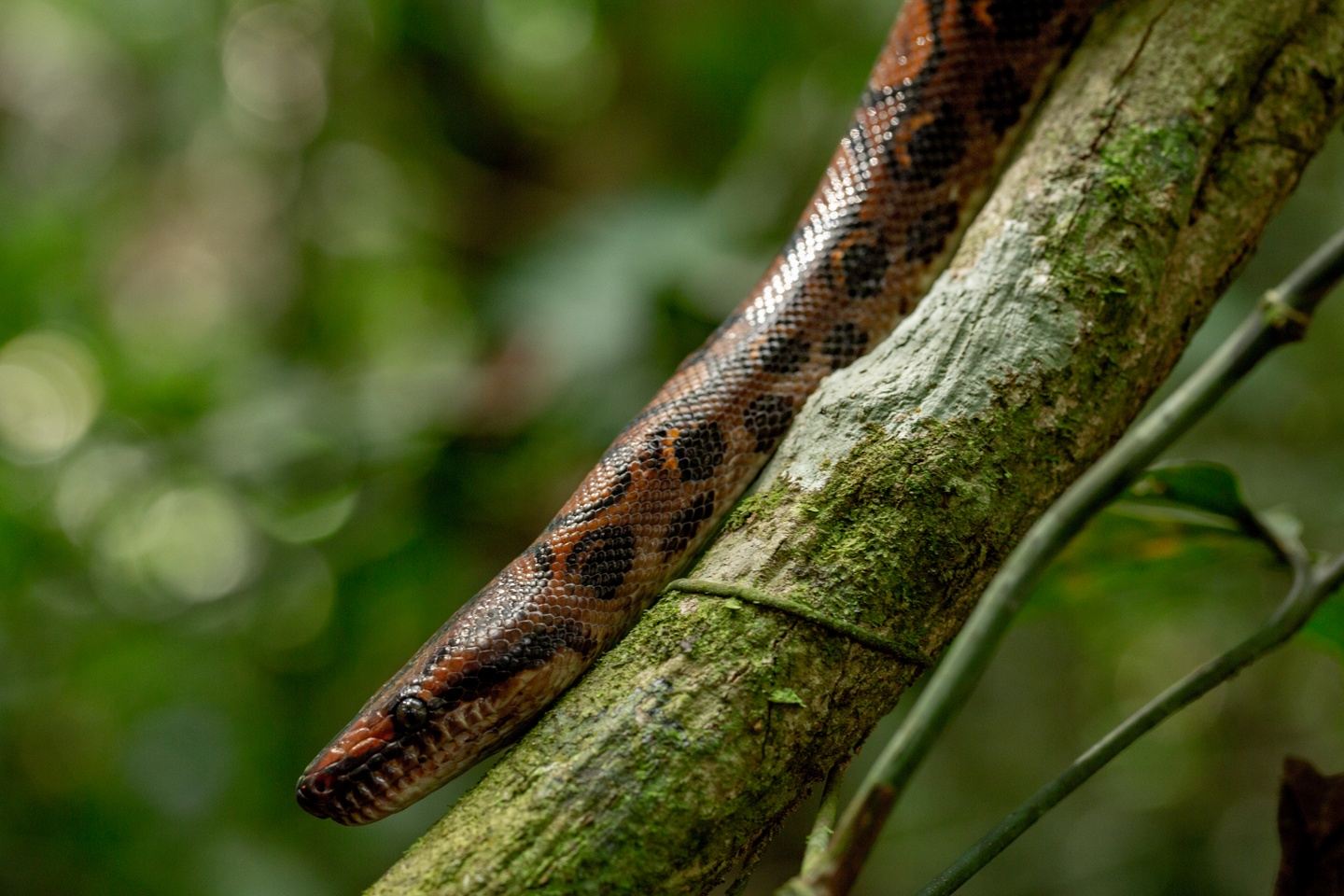 Herping in the Madre de Dios Region