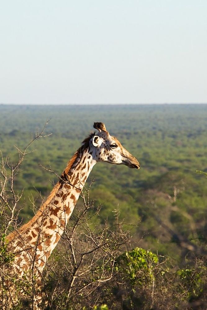 Kenya - The Safari Trip of a Lifetime!