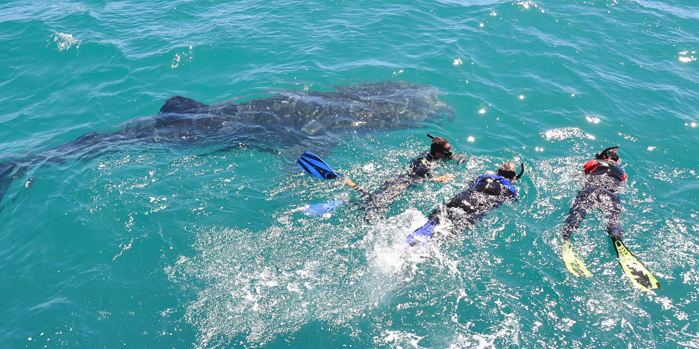 Snorkel with Whale Sharks