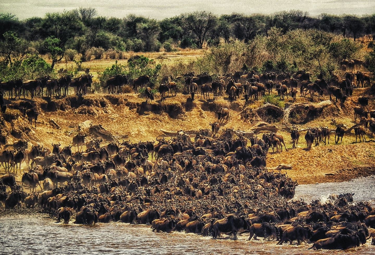 6 Days Popular Tanzania Serengeti migration Safari