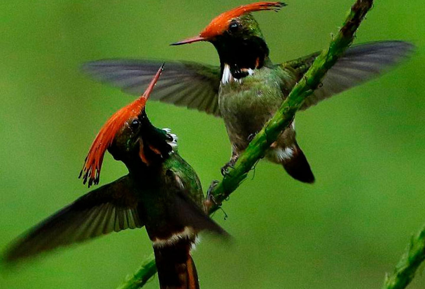 Birding along Manu Road and Andes Foothill 6 D/ & 5 N