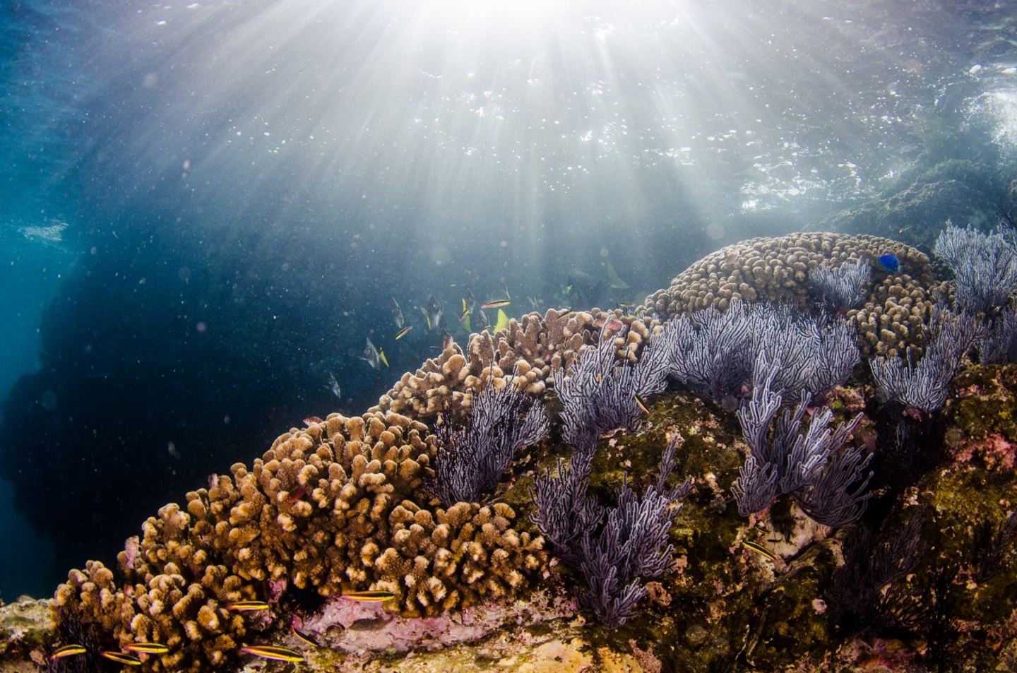 3 Tanks diving in Espíritu Santo National Park