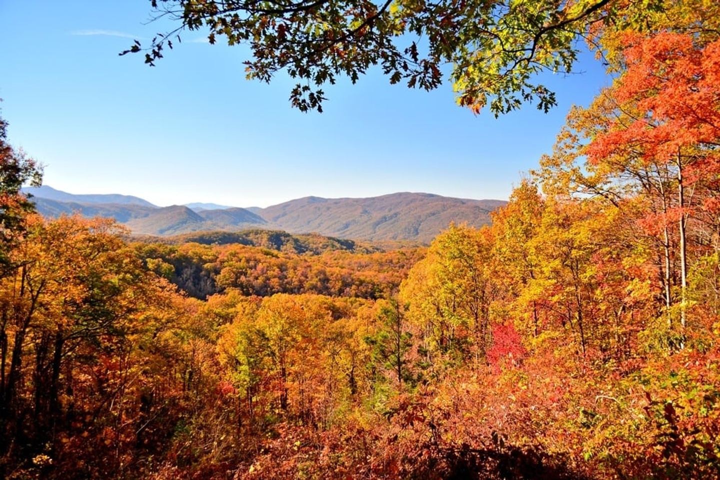 Smokies Fall Foliage in Pigeon TN, USA